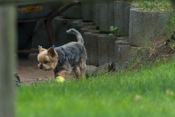 Bild 99 - TC Rot Wei� Wahlstedt II - TSV Havelse : Ergebnis: 7:2